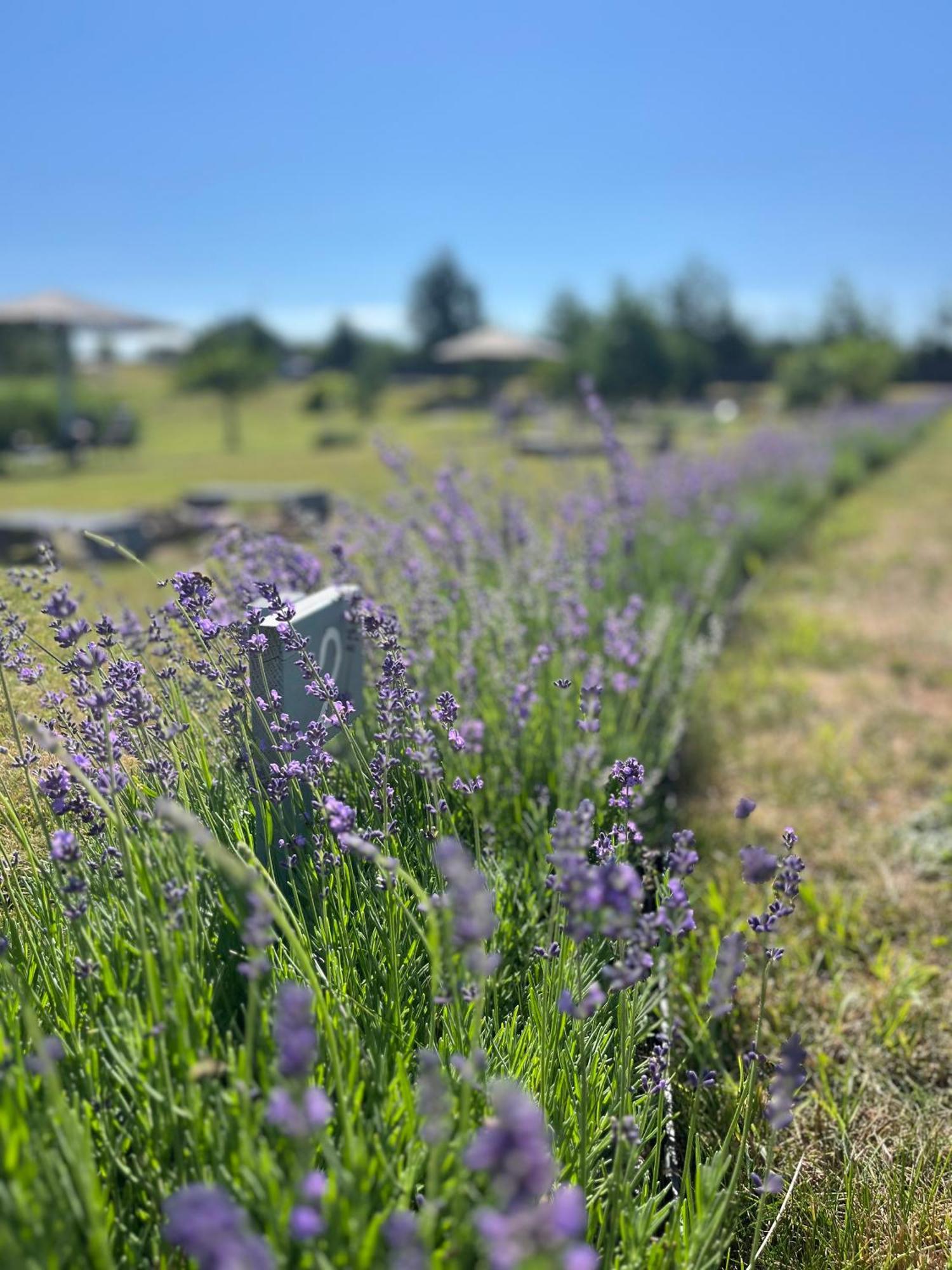 Lavender Village Kiemeliai Exterior foto