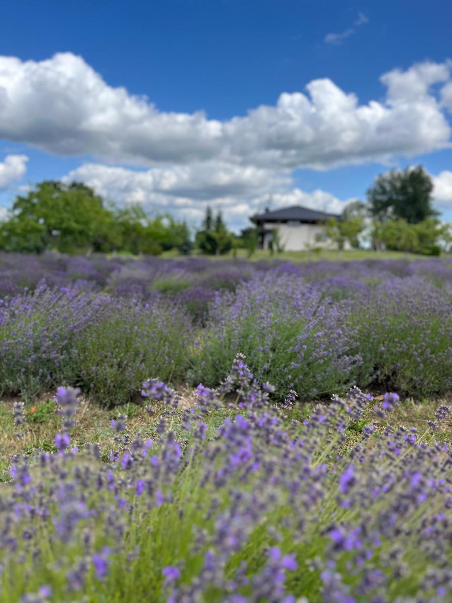 Lavender Village Kiemeliai Exterior foto